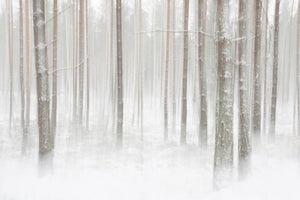 poster-print-winterforest-in-sweden-x