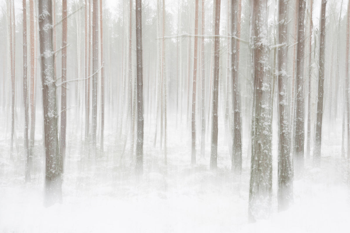 poster-print-winterforest-in-sweden-x