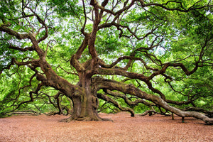 aluminium-print-the-oak