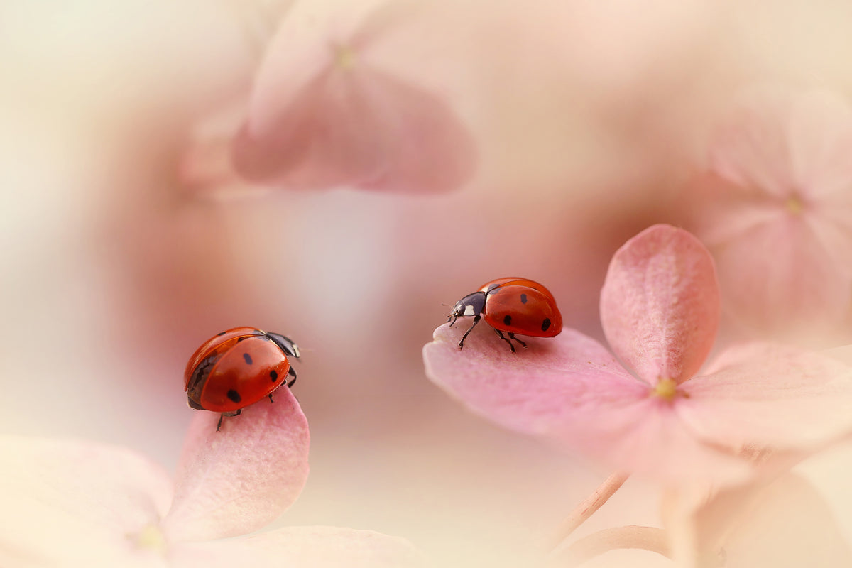 modern-3-piece-acrylic-print-ladybirds-on-pink-hydrangea