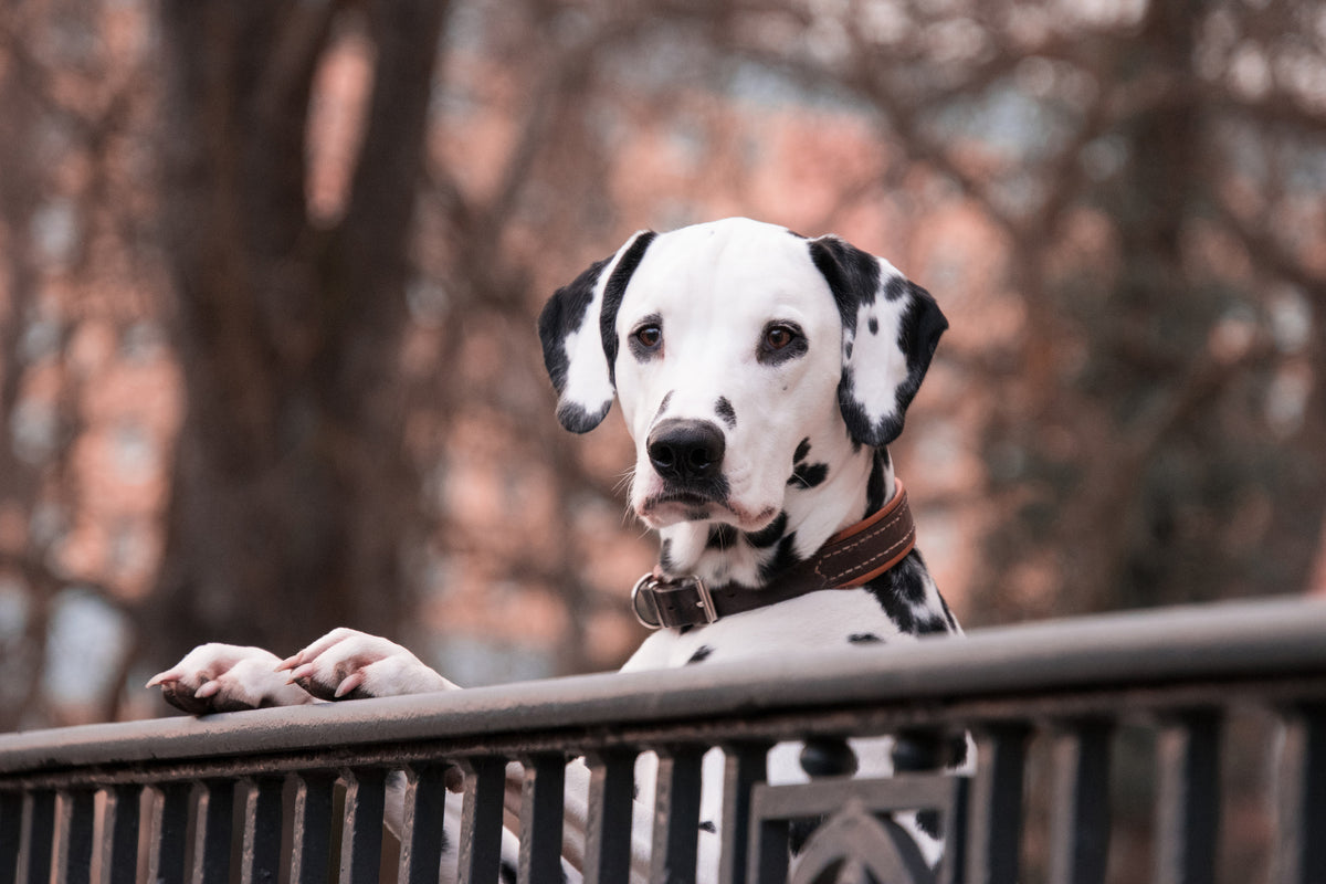 3-piece-canvas-print-watchful-dalmatian