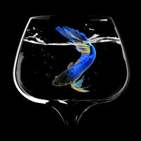 4-piece-aluminium-print-betta-fish-dance