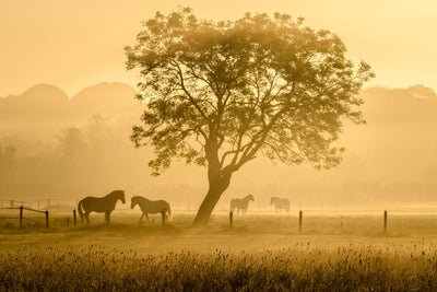poster-print-golden-horses-x