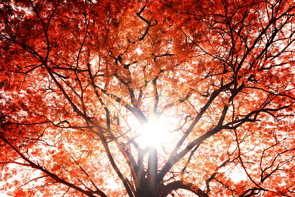 modern-3-piece-acrylic-print-light-of-autumn