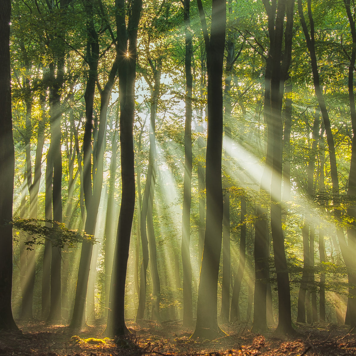 aluminium-print-sunny-start-to-the-day