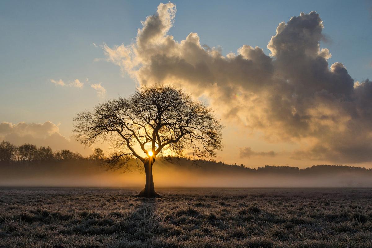 acrylic-print-a-lonely-tree