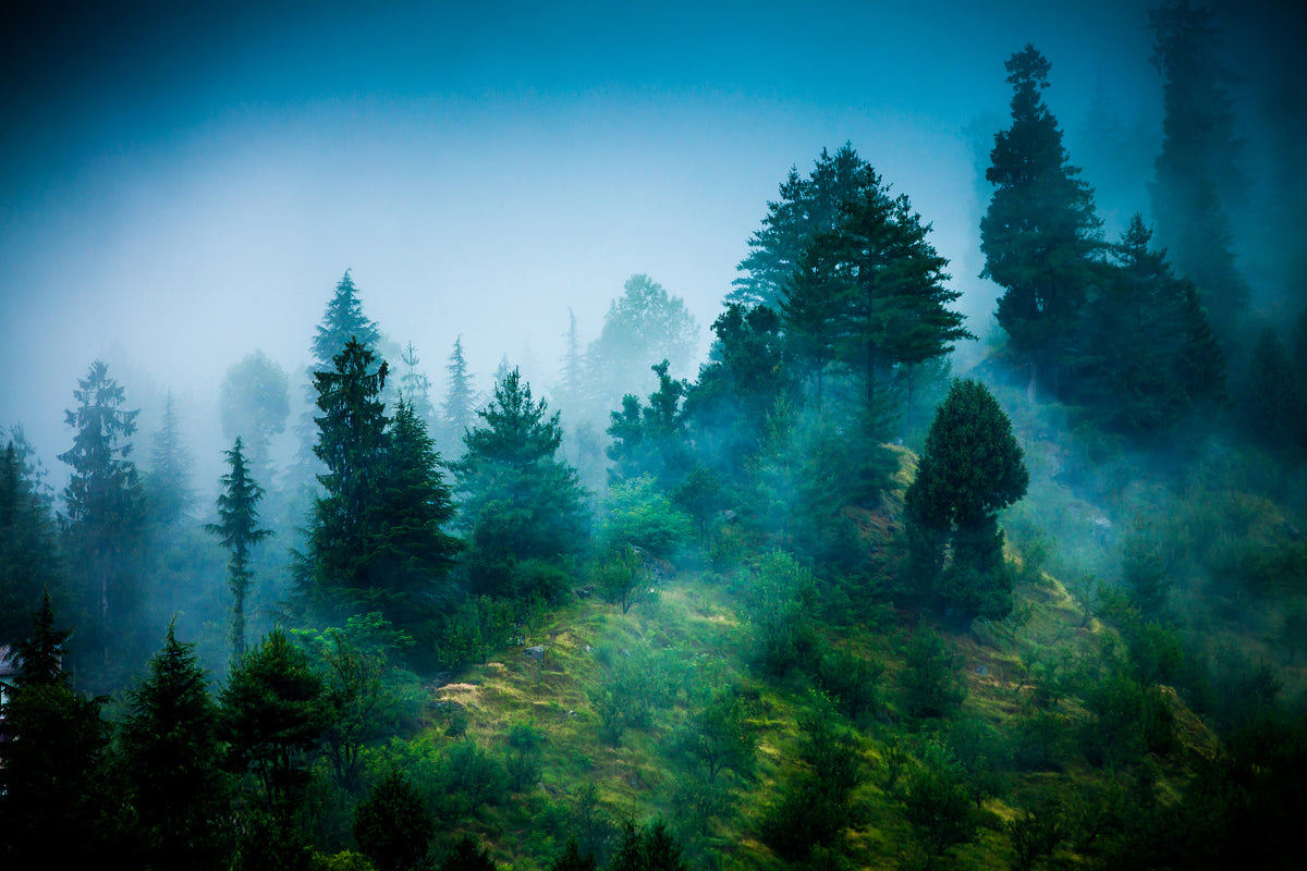 framedposter-print-mysterious-forest-ii