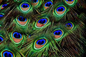 3-piece-aluminium-print-peacock-feathers-xxl