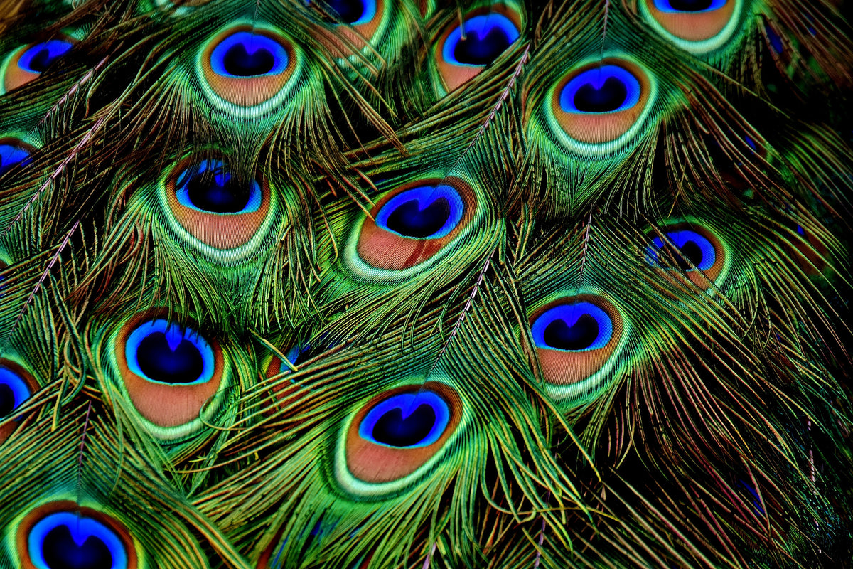 3-piece-aluminium-print-peacock-feathers-xxl