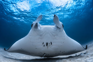 framedposter-print-take-off-manta-airline