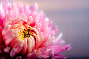 3-piece-acrylic-print-macro-chrysanthemum