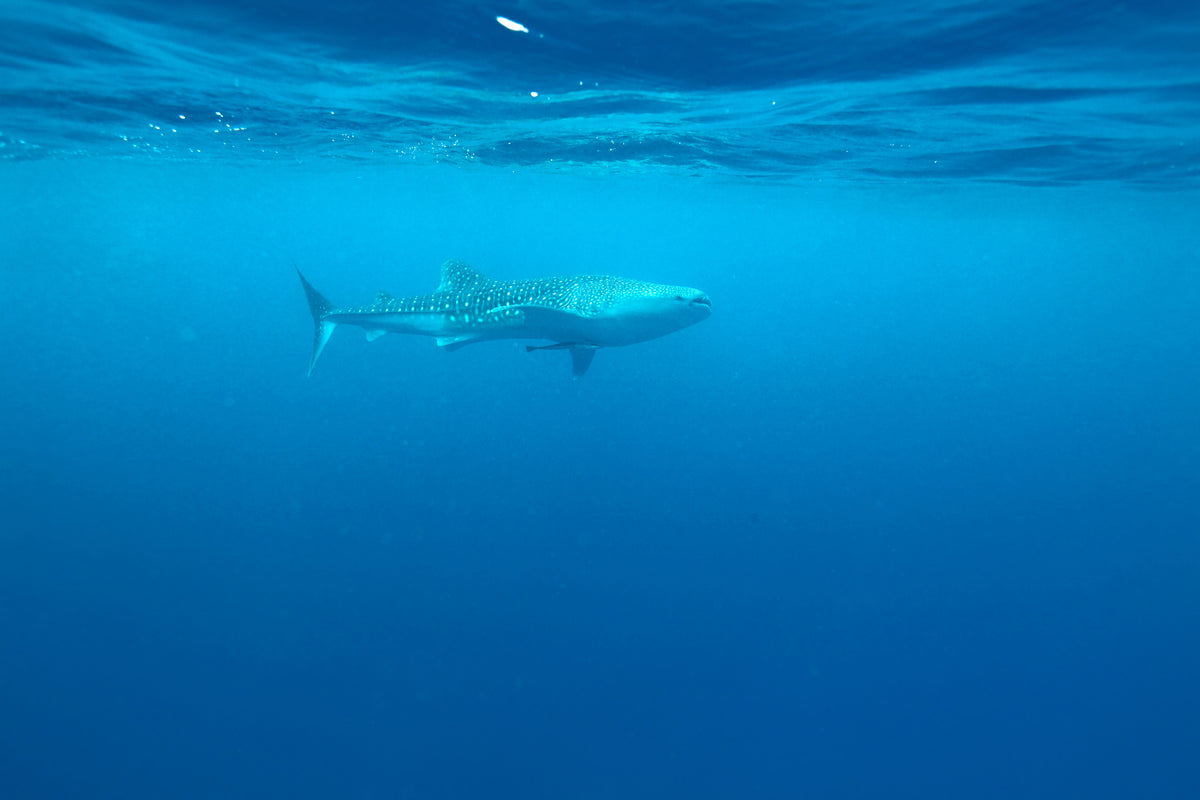 3-piece-aluminium-print-the-whale-shark
