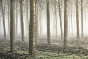 3-piece-acrylic-print-small-woodland