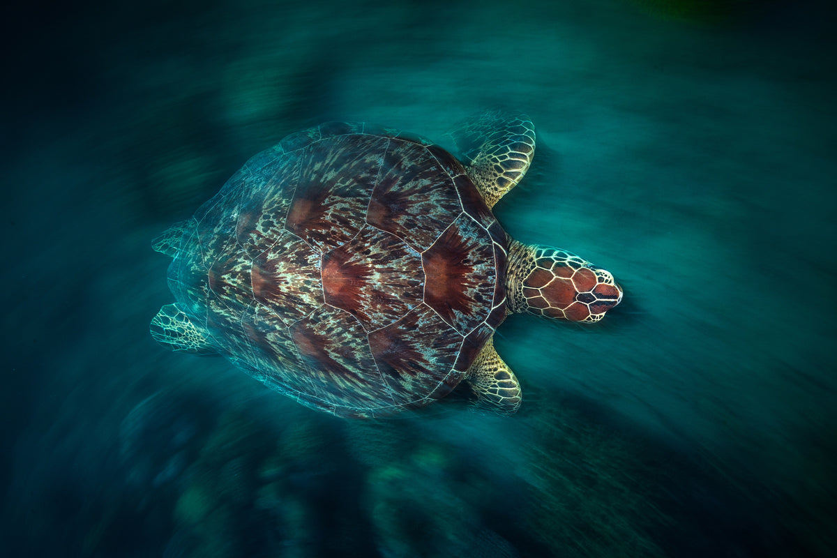 modern-3-piece-acrylic-print-valocity-turtle