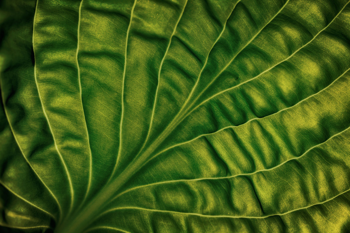 aluminium-print-leaf-of-a-hosta