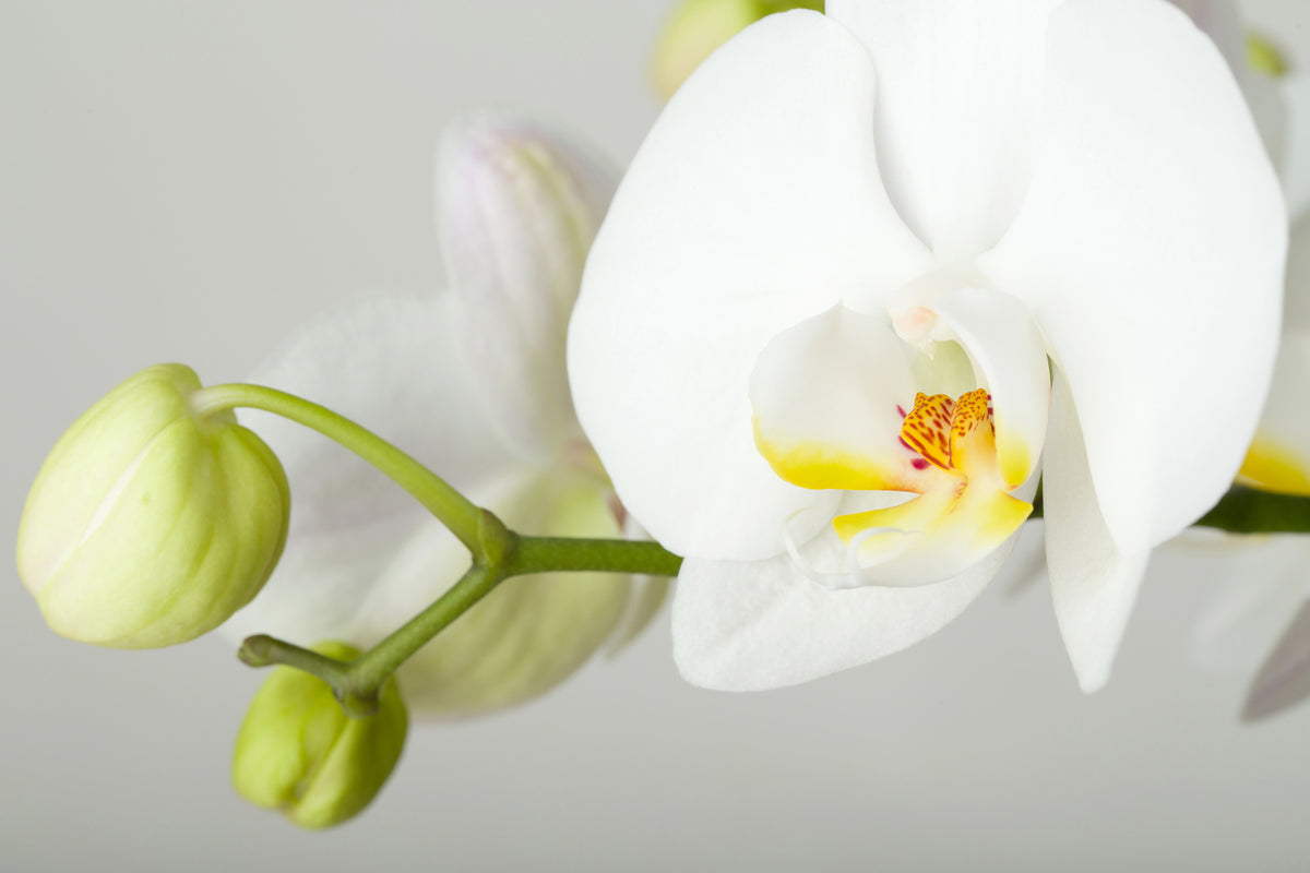 poster-print-giant-orchid