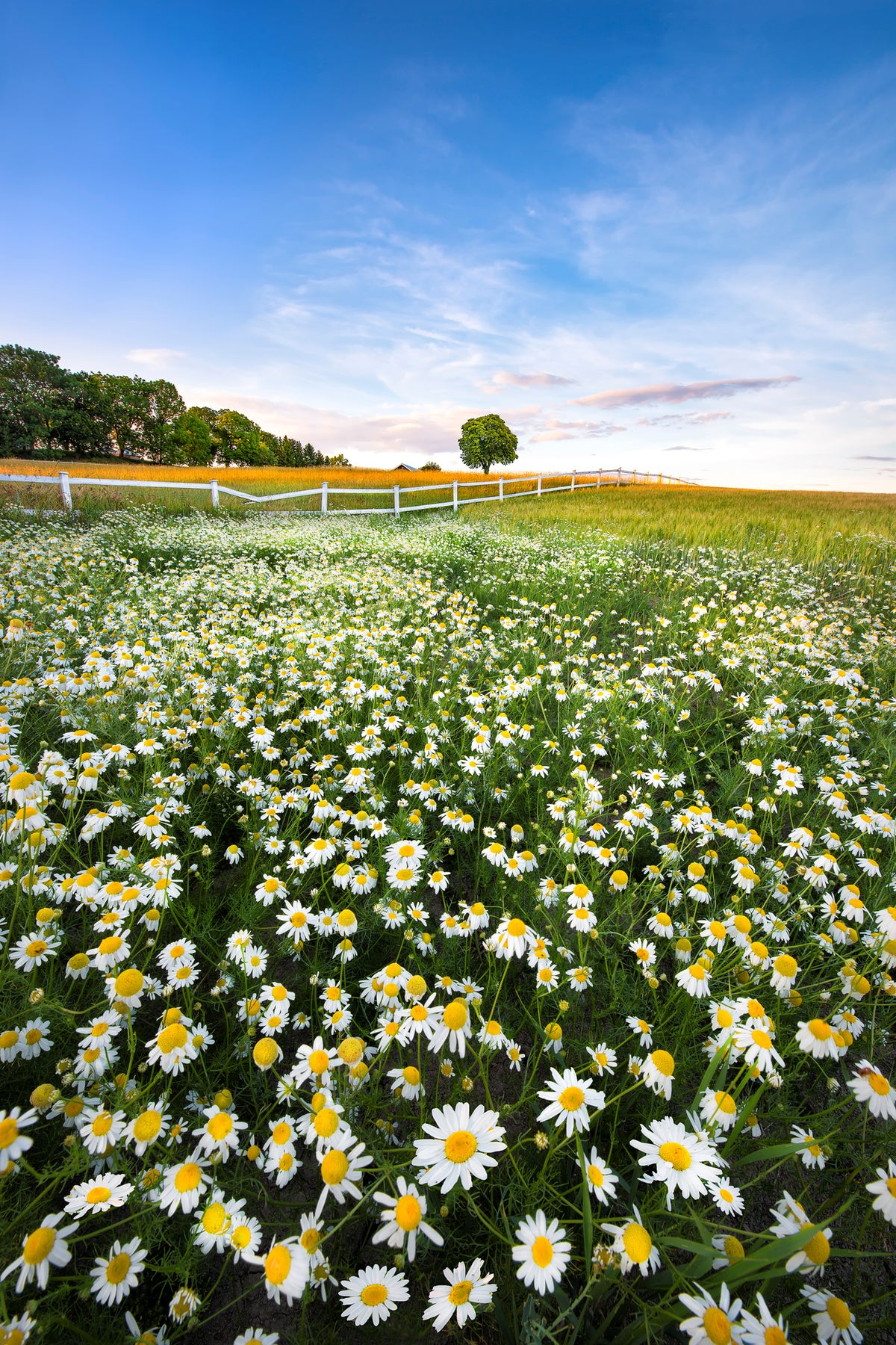framedcanvas-print-daisyfield-in-sweden-x