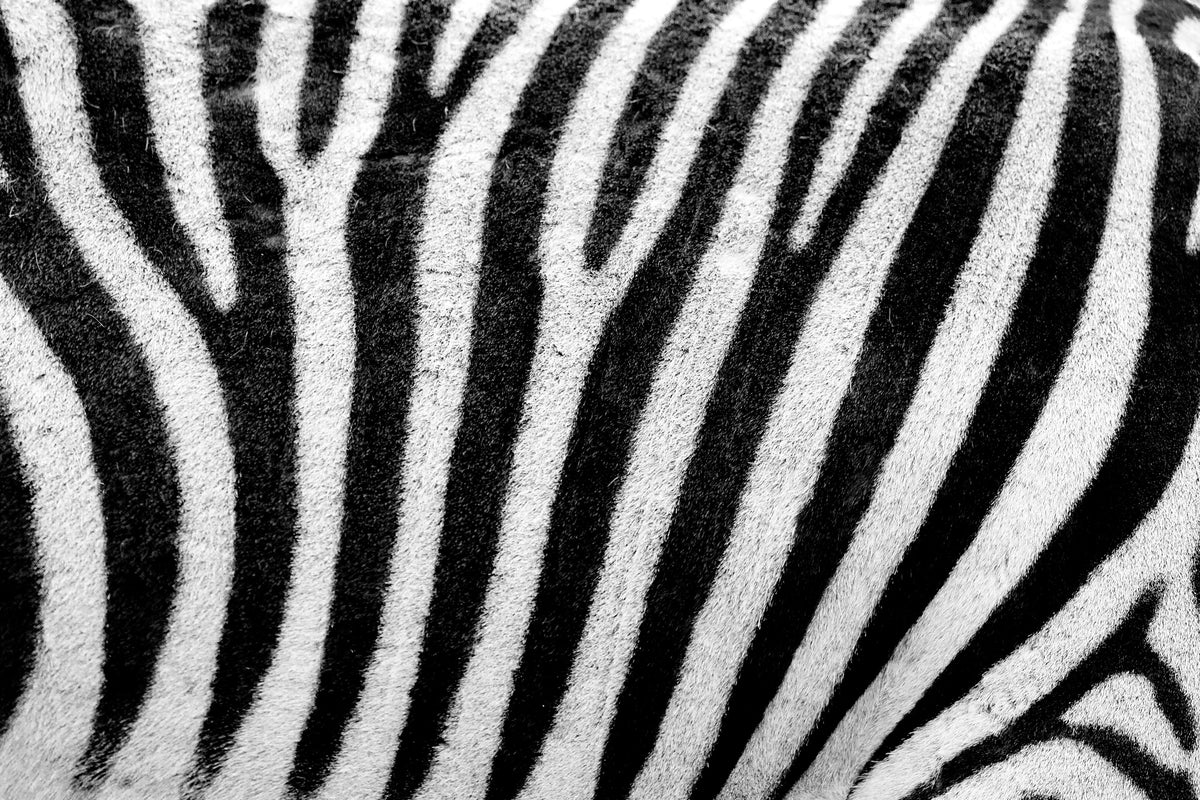aluminium-print-strip-of-the-zebra