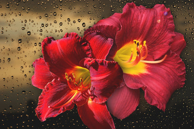 poster-print-lily-flowers-with-water-drops
