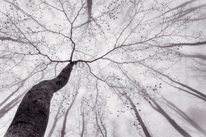 3-piece-acrylic-print-a-view-of-the-tree-crown