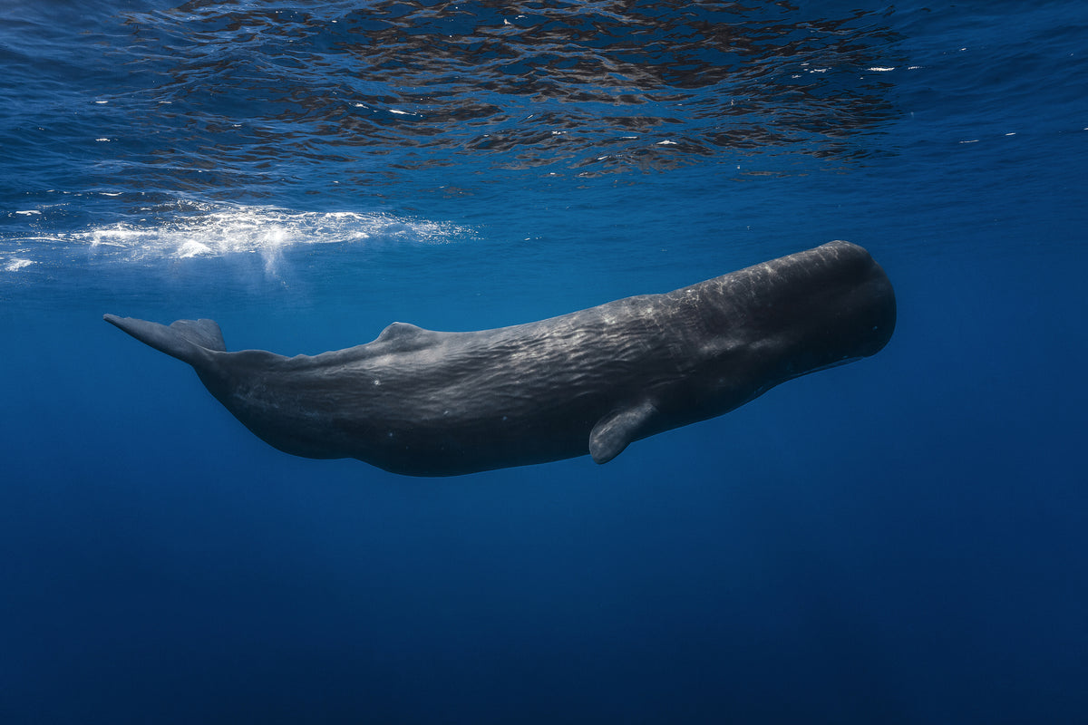 modern-3-piece-acrylic-print-sperm-whale