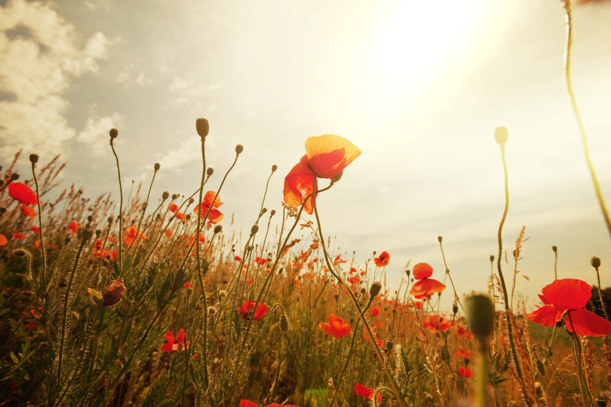 framedcanvas-print-the-poppy-field-at-sunrise