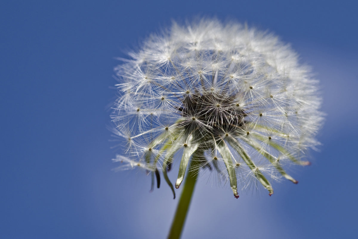 3-piece-aluminium-print-the-dandelion-in-xxl