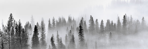 panoramic-acrylic-print-foggy-forest-panorama