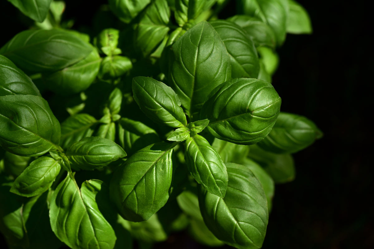 3-piece-aluminium-print-basil-in-xl