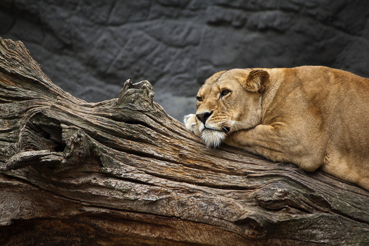 aluminium-print-dreaming-lioness