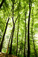 framedcanvas-print-forest