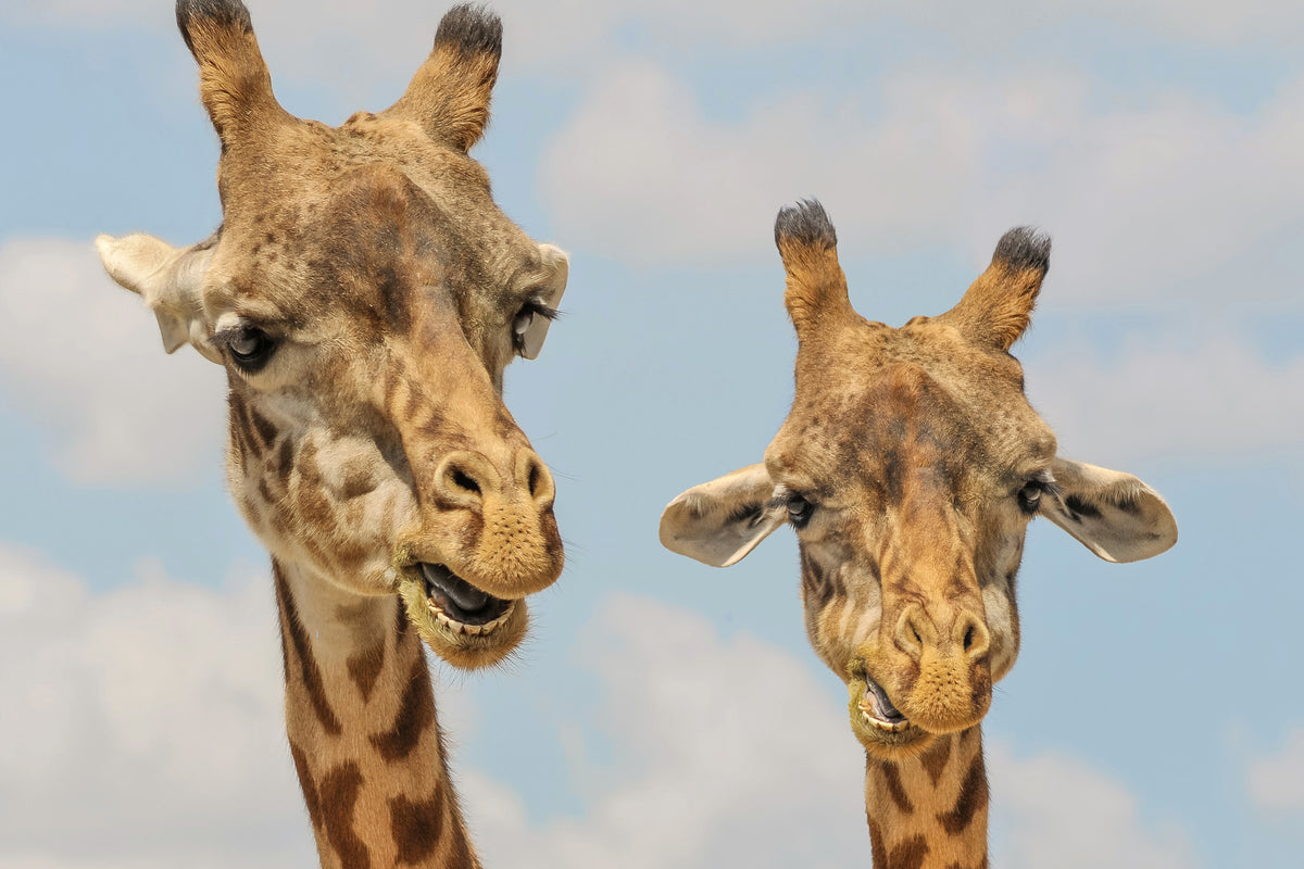 framedposter-print-2-giraffes