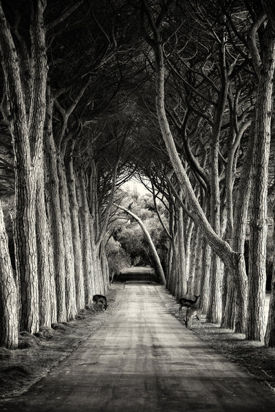 poster-print-alley