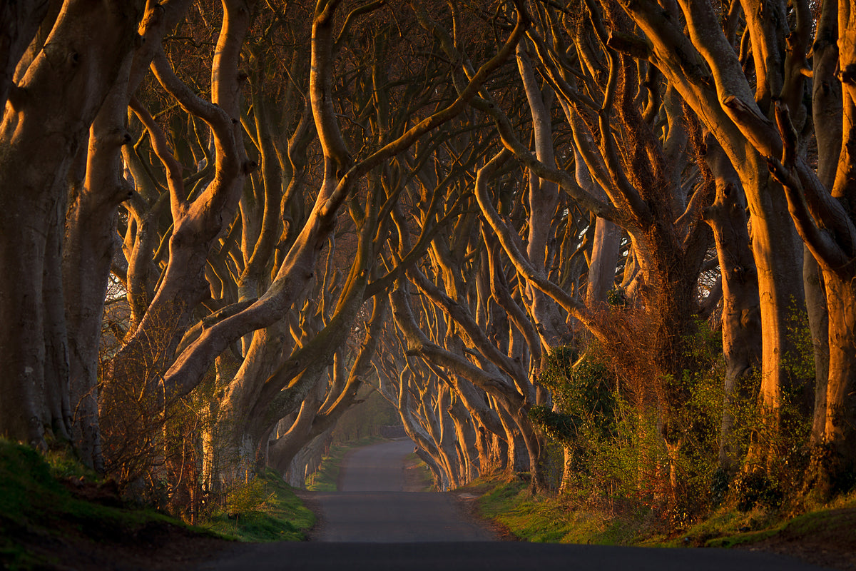 aluminium-print-the-dark-hedges-in-the-morning-sunshine-x