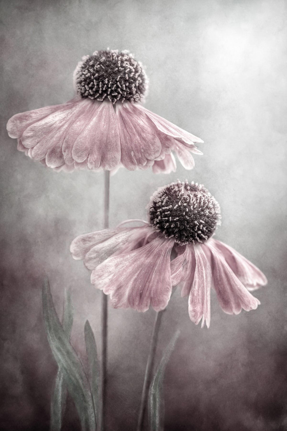 aluminium-print-duet-x