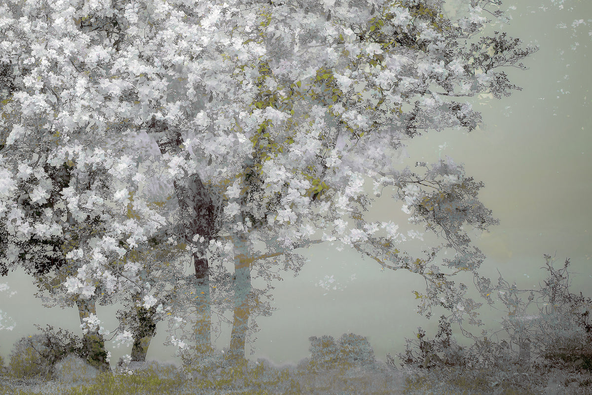 acrylic-print-spring-xep