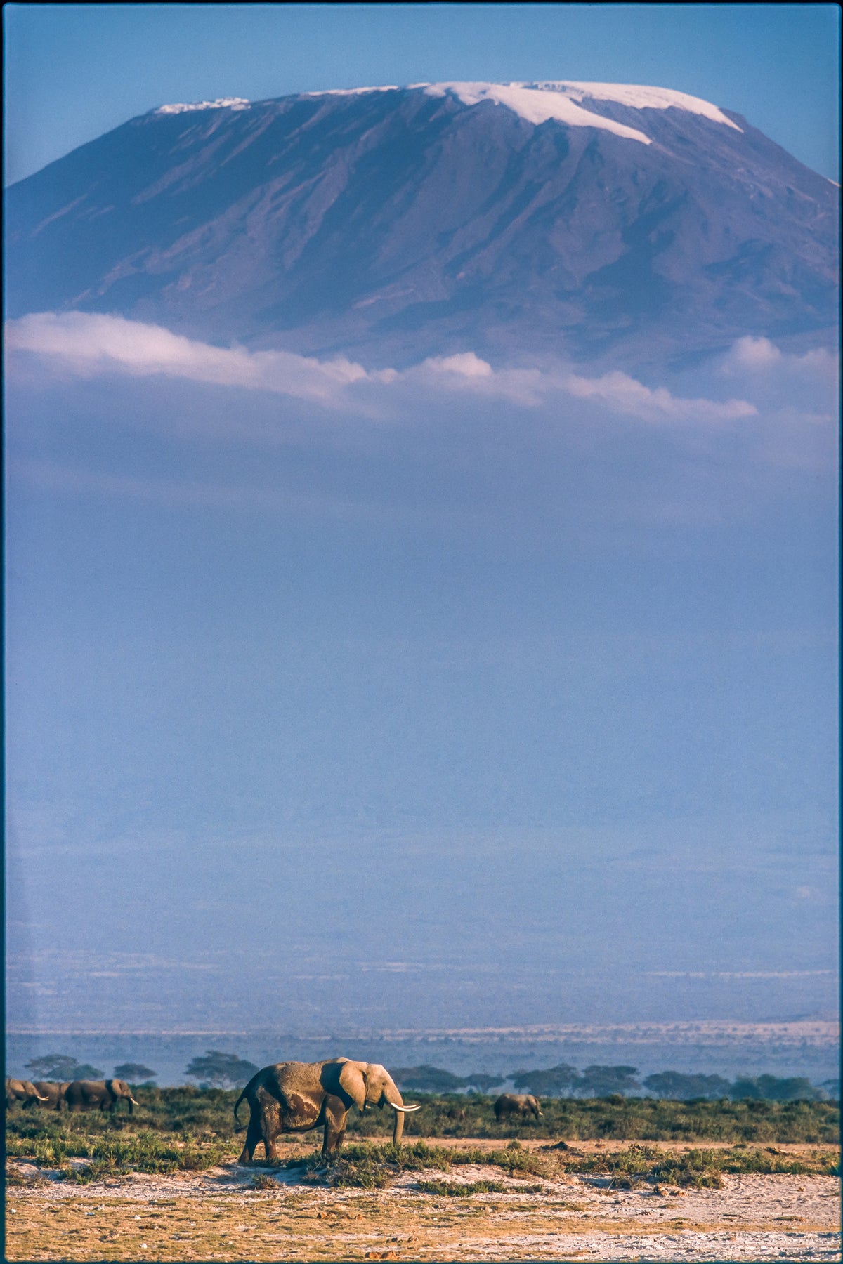 acrylic-print-kilimanjaro-and-the-quiet-sentinels