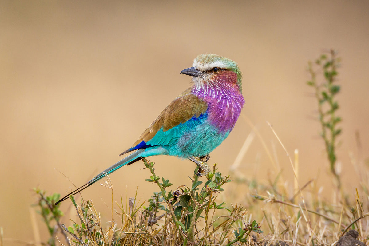 canvas-print-gods-gift-to-the-sky-x