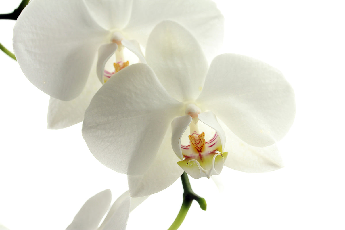 3-piece-aluminium-print-orchids-bloom