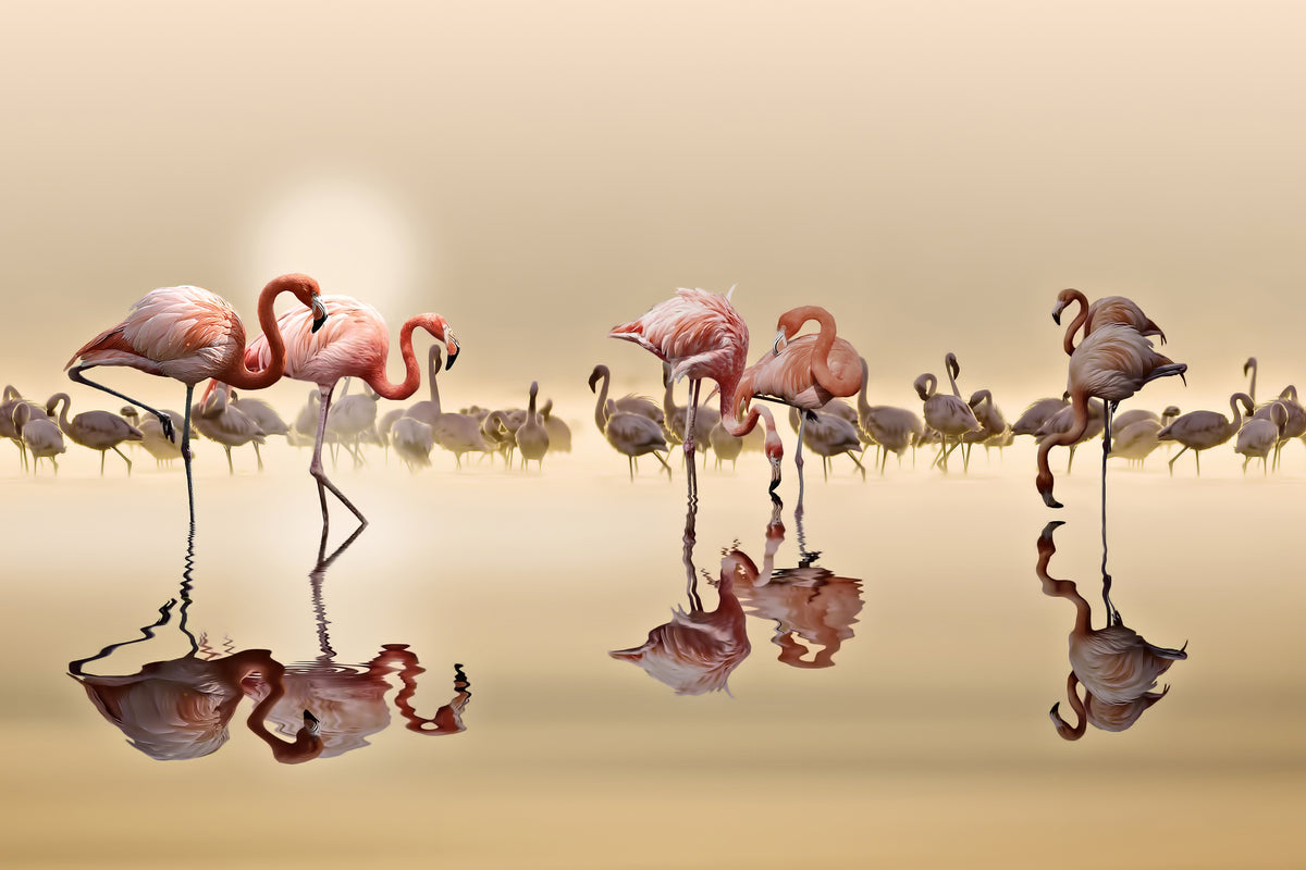 framedposter-print-flamingos-x