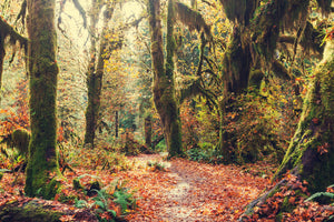 framedposter-print-fairies-forest