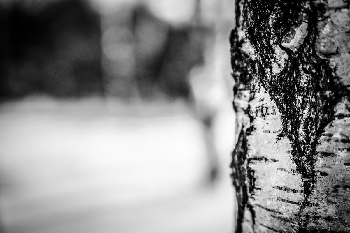 acrylic-print-birch-trunk