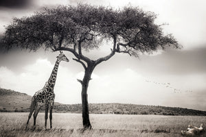 canvas-print-under-the-african-sun