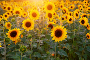 3-piece-canvas-print-sunflower-field
