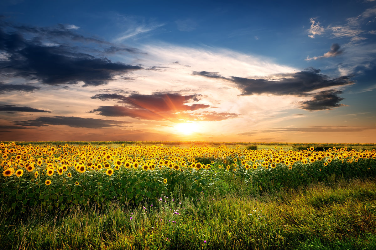 canvas-print-a-field-of-sunflowers