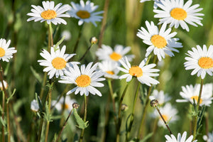 framedcanvas-print-xl-daisies