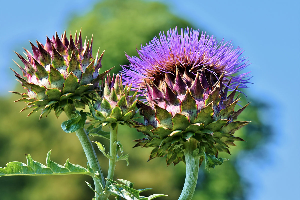 acrylic-print-the-artichoke-xl