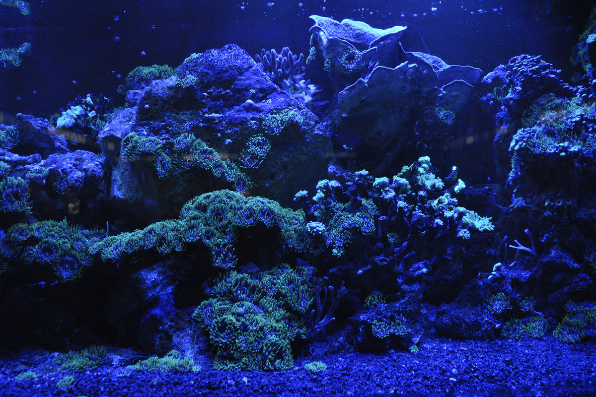 3-piece-canvas-print-coral-reef-in-blue