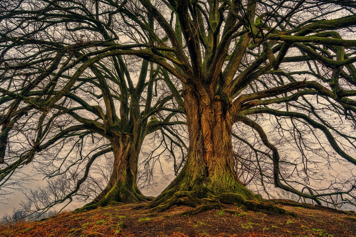 3-piece-aluminium-print-ghostly-trees
