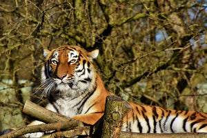 aluminium-print-proud-tiger